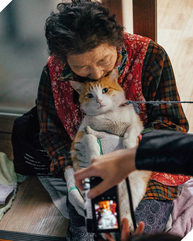 Bộ ảnh đầy cảm x&#250;c của cụ b&#224; H&#224;n Quốc: Tuổi gi&#224; chẳng cần g&#236;, chỉ cần một ch&#250; m&#232;o b&#233;o bầu bạn th&#244;i - Ảnh 7.