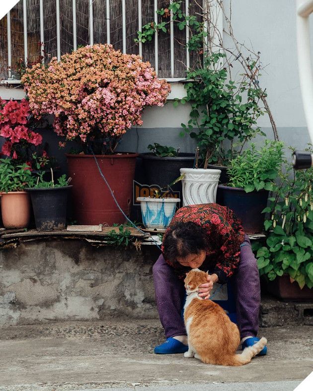 Bộ ảnh đầy xúc cảm của cụ bà Hàn Quốc: Tuổi già chẳng cần gì cả, chỉ cần một chú mèo cùng bầu bạn mà thôi - Ảnh 11.