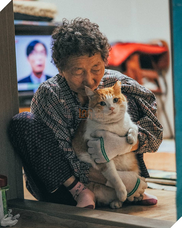 Bộ ảnh đầy cảm x&#250;c của cụ b&#224; H&#224;n Quốc: Tuổi gi&#224; chẳng cần g&#236;, chỉ cần một ch&#250; m&#232;o b&#233;o bầu bạn th&#244;i - Ảnh 7.