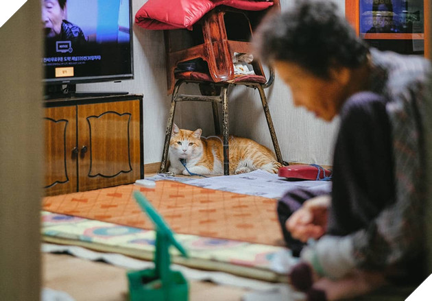 Bộ ảnh đầy xúc cảm của cụ bà Hàn Quốc: Tuổi già chẳng cần gì cả, chỉ cần một chú mèo cùng bầu bạn mà thôi - Ảnh 10.