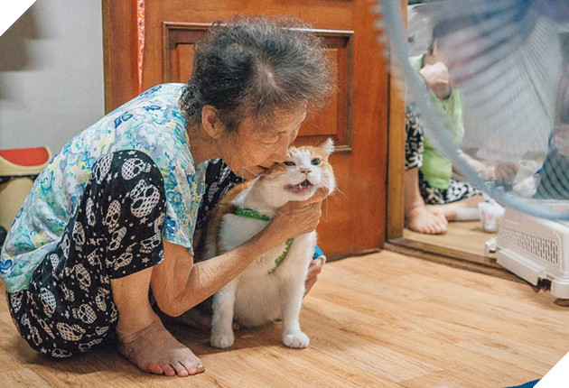 Bộ ảnh đầy cảm x&#250;c của cụ b&#224; H&#224;n Quốc: Tuổi gi&#224; chẳng cần g&#236;, chỉ cần một ch&#250; m&#232;o b&#233;o bầu bạn th&#244;i - Ảnh 5.