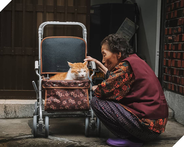 Bộ ảnh đầy xúc cảm của cụ bà Hàn Quốc: Tuổi già chẳng cần gì cả, chỉ cần một chú mèo cùng bầu bạn mà thôi - Ảnh 2.