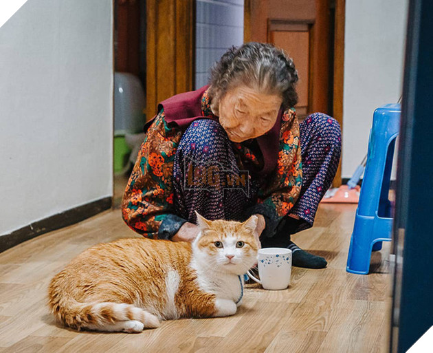 Bộ ảnh đầy cảm x&#250;c của cụ b&#224; H&#224;n Quốc: Tuổi gi&#224; chẳng cần g&#236;, chỉ cần một ch&#250; m&#232;o b&#233;o bầu bạn th&#244;i - Ảnh 4.