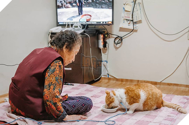 Bộ ảnh đầy cảm x&#250;c của cụ b&#224; H&#224;n Quốc: Tuổi gi&#224; chẳng cần g&#236;, chỉ cần một ch&#250; m&#232;o b&#233;o bầu bạn th&#244;i - Ảnh 4.