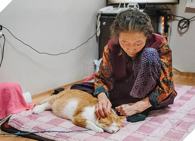 Bộ ảnh đầy cảm x&#250;c của cụ b&#224; H&#224;n Quốc: Tuổi gi&#224; chẳng cần g&#236;, chỉ cần một ch&#250; m&#232;o b&#233;o bầu bạn th&#244;i - Ảnh 4.