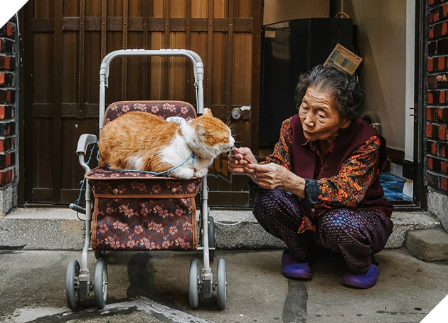 Bộ ảnh đầy xúc cảm của cụ bà Hàn Quốc: Tuổi già chẳng cần gì cả, chỉ cần một chú mèo cùng bầu bạn mà thôi - Ảnh 1.