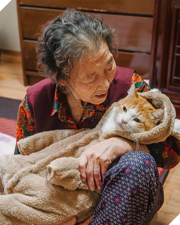 Bộ ảnh đầy cảm x&#250;c của cụ b&#224; H&#224;n Quốc: Tuổi gi&#224; chẳng cần g&#236;, chỉ cần một ch&#250; m&#232;o b&#233;o bầu bạn th&#244;i - Ảnh 3.