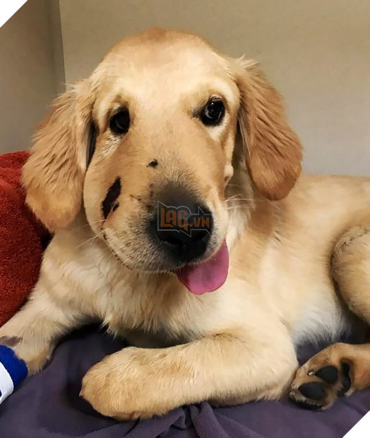 lost bird chu cun bi ran can duoc vinh danh chu cho cua nam 1