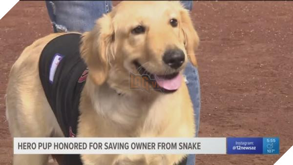 lost bird chu cun bi ran can duoc vinh danh chu cho cua nam 3