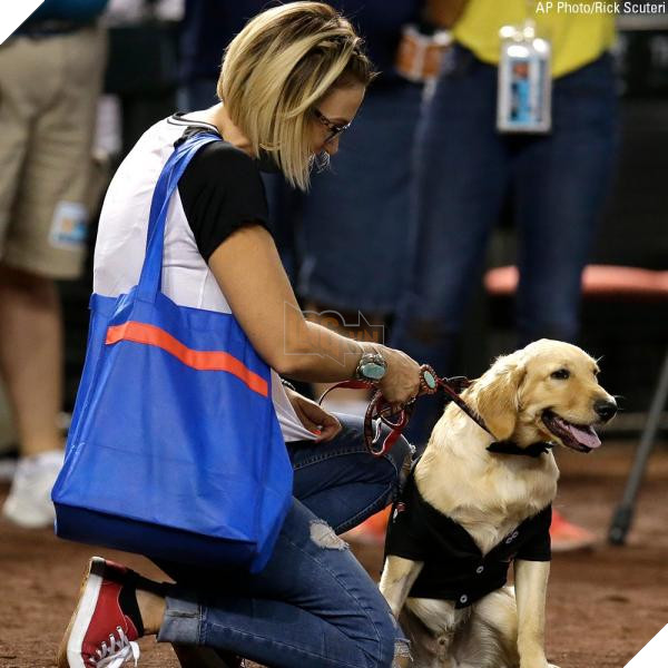 lost bird chu cun bi ran can duoc vinh danh chu cho cua nam 6