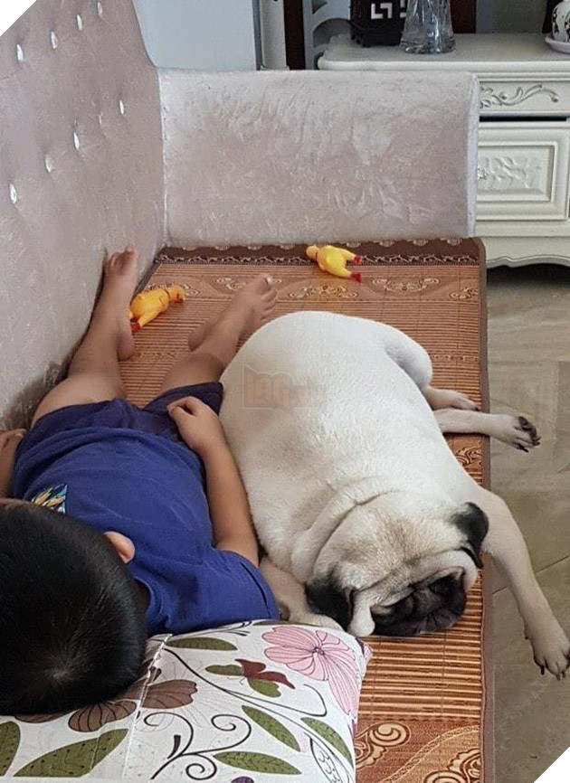 Chăm “boss” 2 năm ròng, “sen” ngã ngửa khi một ngày thấy mình nuôi nhầm con… lợn 2