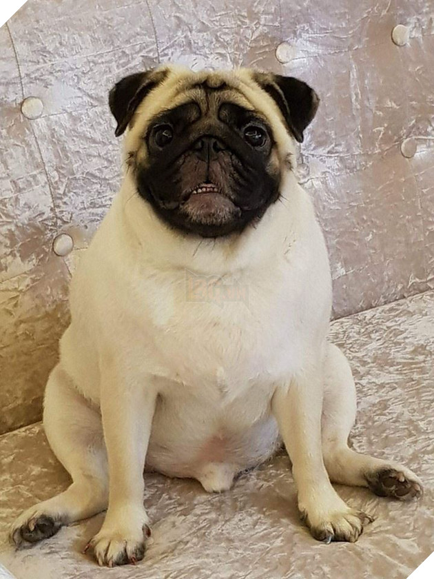 Chăm “boss” 2 năm ròng, “sen” ngã ngửa khi một ngày thấy mình nuôi nhầm con… lợn 14