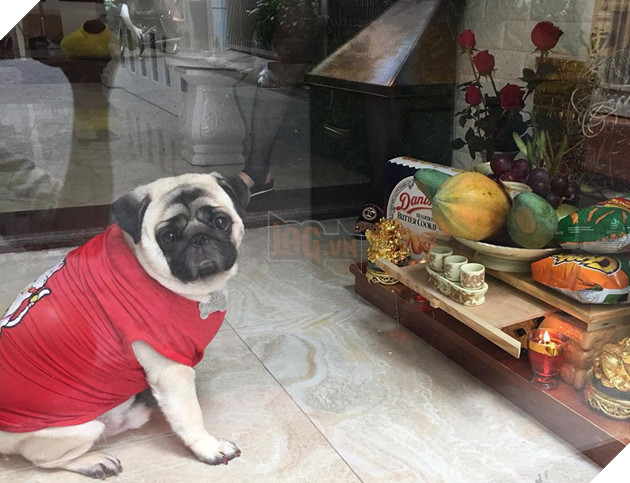 Chăm “boss” 2 năm ròng, “sen” ngã ngửa khi một ngày thấy mình nuôi nhầm con… lợn 15