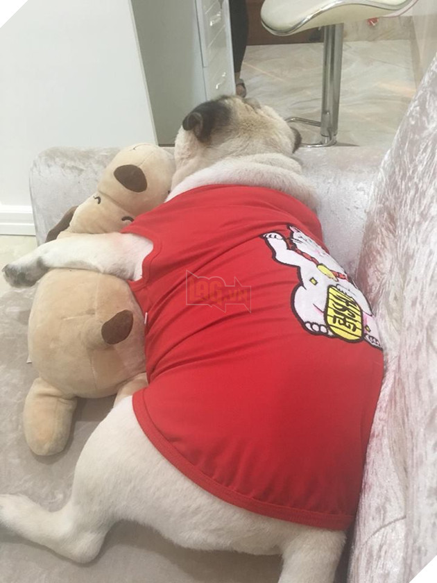 Chăm “boss” 2 năm ròng, “sen” ngã ngửa khi một ngày thấy mình nuôi nhầm con… lợn 16