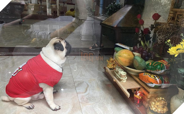 Chăm “boss” 2 năm ròng, “sen” ngã ngửa khi một ngày thấy mình nuôi nhầm con… lợn 17