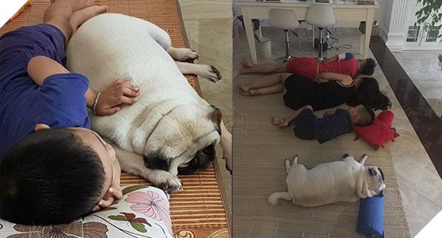 Chăm “boss” 2 năm ròng, “sen” ngã ngửa khi một ngày thấy mình nuôi nhầm con… lợn