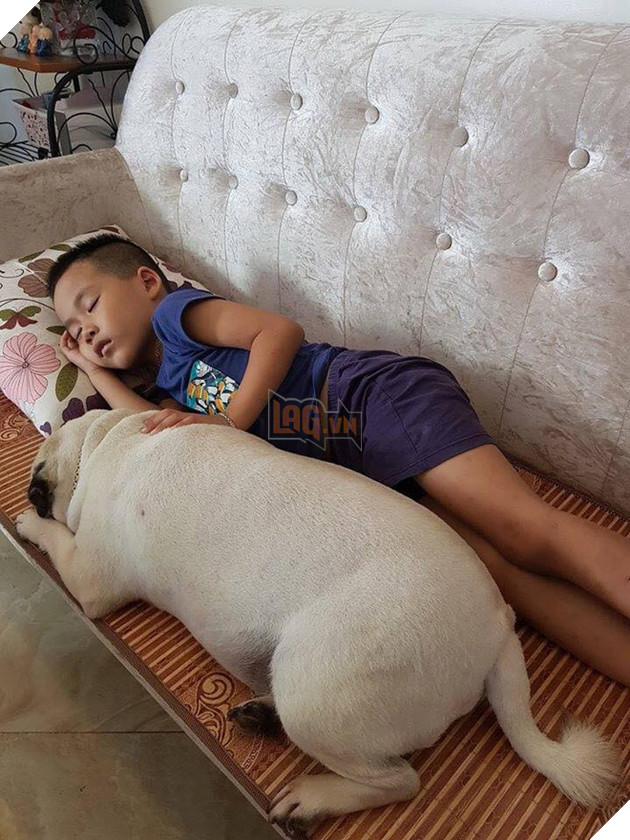 Chăm “boss” 2 năm ròng, “sen” ngã ngửa khi một ngày thấy mình nuôi nhầm con… lợn 4