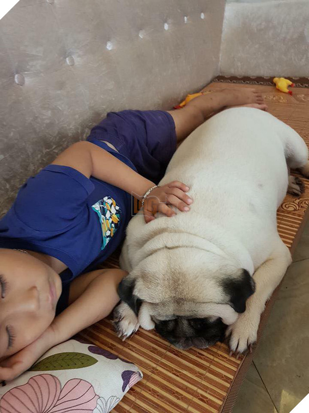 Chăm “boss” 2 năm ròng, “sen” ngã ngửa khi một ngày thấy mình nuôi nhầm con… lợn 5