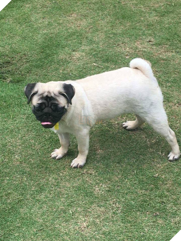 Chăm “boss” 2 năm ròng, “sen” ngã ngửa khi một ngày thấy mình nuôi nhầm con… lợn 7