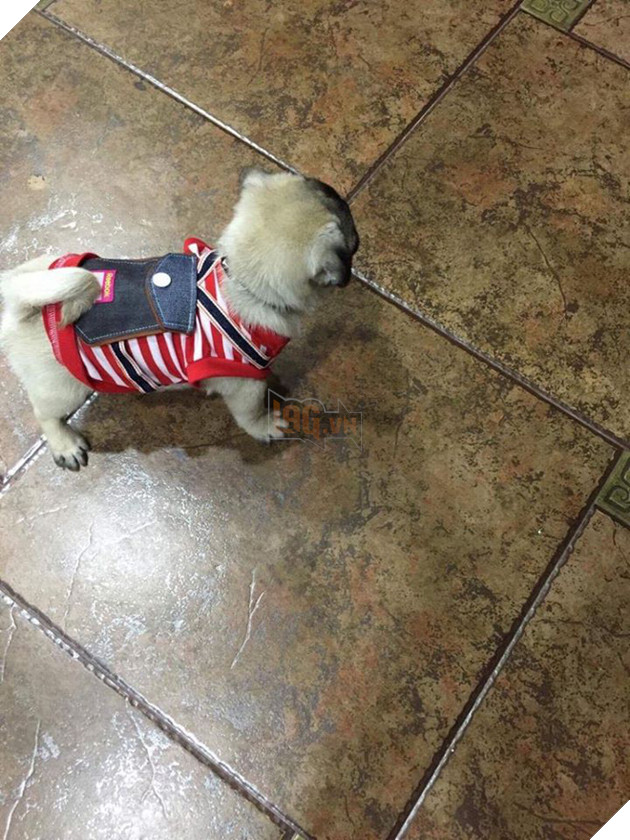 Chăm “boss” 2 năm ròng, “sen” ngã ngửa khi một ngày thấy mình nuôi nhầm con… lợn 8