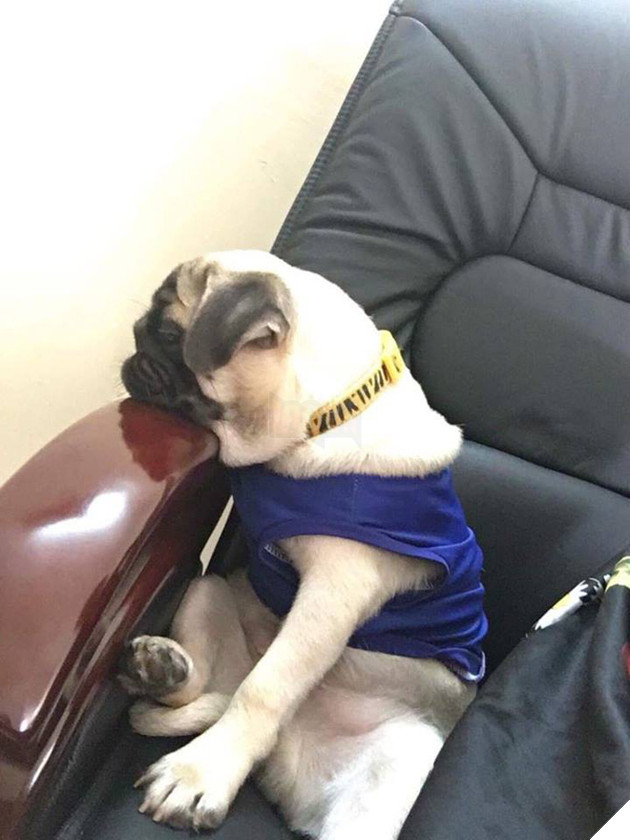 Chăm “boss” 2 năm ròng, “sen” ngã ngửa khi một ngày thấy mình nuôi nhầm con… lợn 9