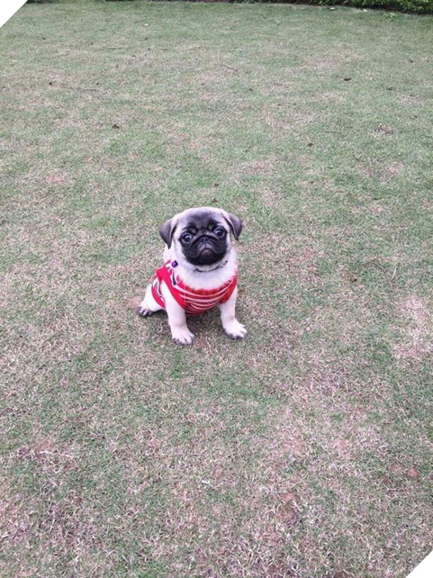 Chăm “boss” 2 năm ròng, “sen” ngã ngửa khi một ngày thấy mình nuôi nhầm con… lợn 10