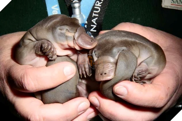 Baby Platypus