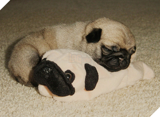 Bonny & Beanie Baby 2