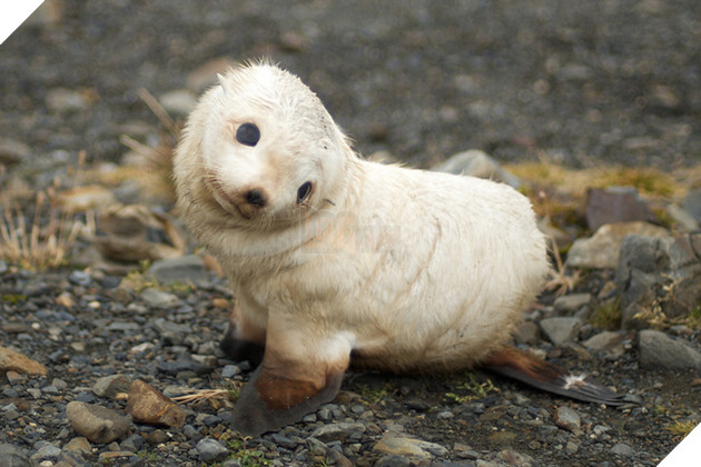 Cute baby seal