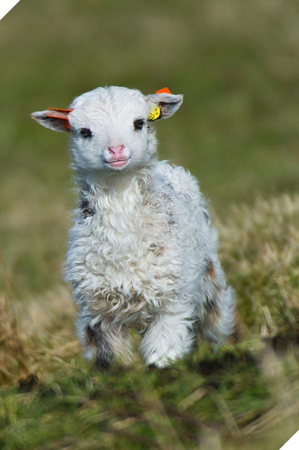 7183710 cute baby animals 32 0230524001540361699 728 a647ac9c4f 1541164176