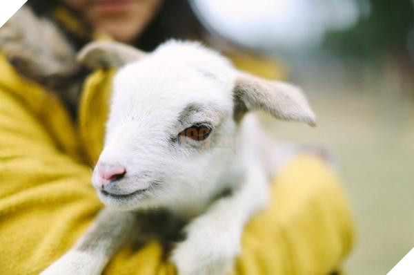 7183760 baby goat1 1540484630 728 a8f9f0dfd3 1541164176