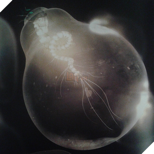 20 sinh vật huyền bí hiếm có khó tìm từng xuất hiện trong Fantastic Beasts And Where To Find Them (Phần 2) - Ảnh 13.