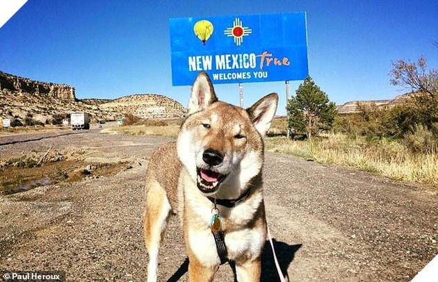 Biết tin chó cưng bị ung thư, thị trưởng Massachusettsưa đưa chú đi du lịch nước Mỹ lần cuối