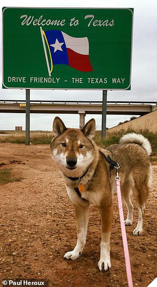 Biết tin chó cưng bị ung thư, thị trưởng Massachusettsưa đưa chú đi du lịch nước Mỹ lần cuối