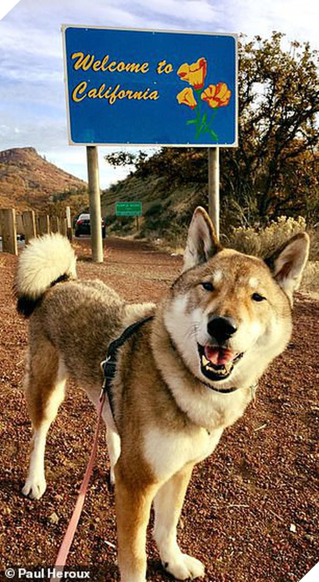 Biết tin chó cưng bị ung thư, thị trưởng Massachusettsưa đưa chú đi du lịch nước Mỹ lần cuối