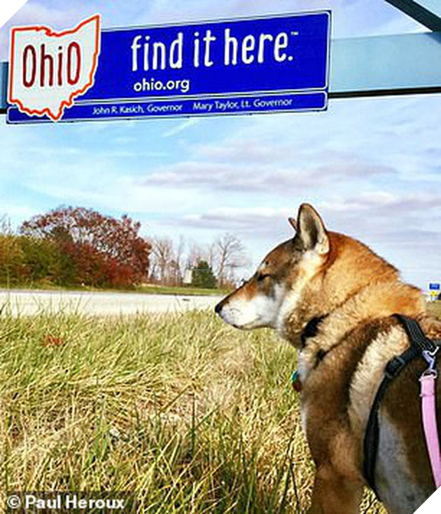 Biết tin chó cưng bị ung thư, thị trưởng Massachusettsưa đưa chú đi du lịch nước Mỹ lần cuối