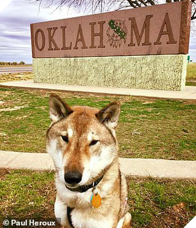 Biết tin chó cưng bị ung thư, thị trưởng Massachusettsưa đưa chú đi du lịch nước Mỹ lần cuối