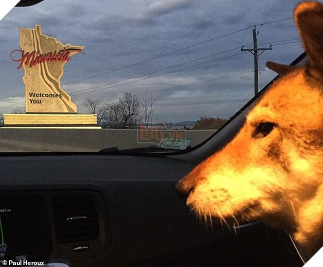 
Liệu có bao nhiêu chú có được có cơ hội đi trên con đường từ Massachusetts đến Montana bằng xe hơi như Mura?