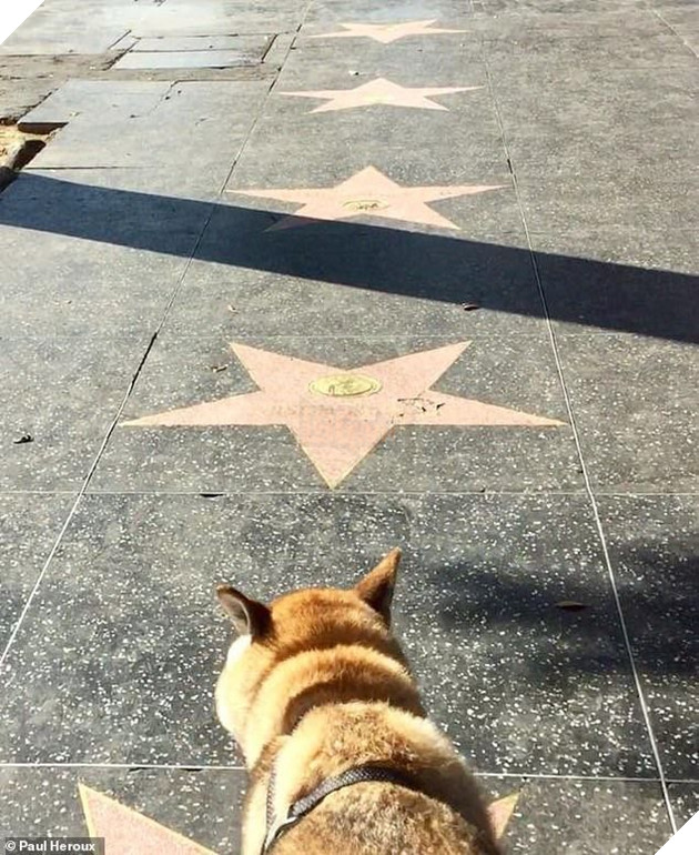 
Hay bước chân lên Đại lộ danh vọng ở Hollywood?