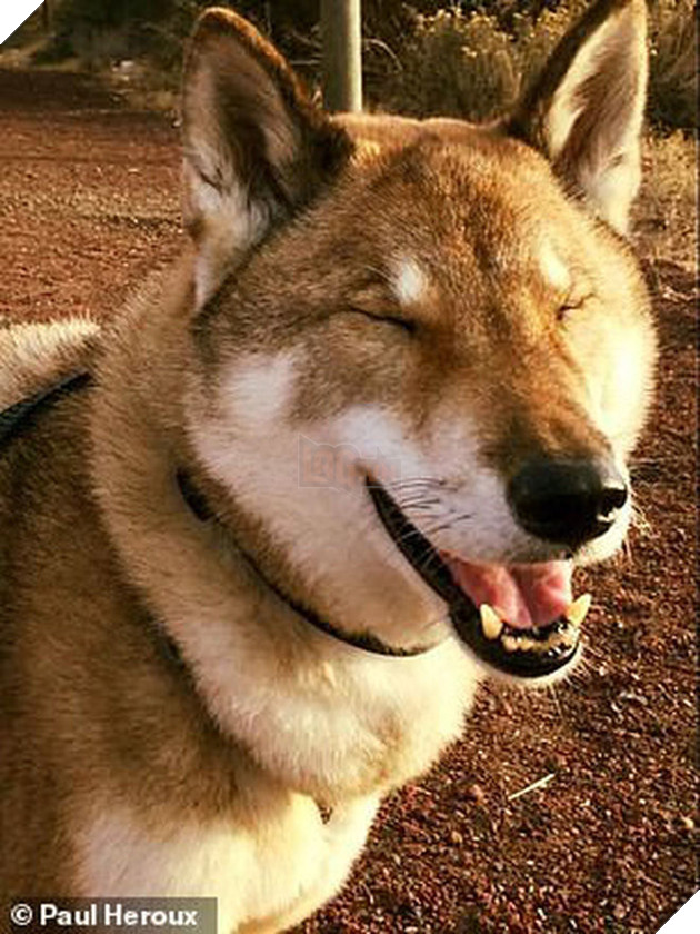 Biết tin chó cưng bị ung thư, thị trưởng Massachusettsưa đưa chú đi du lịch nước Mỹ lần cuối