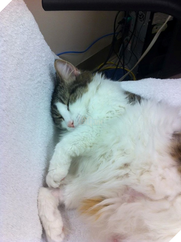 catster oscar the cat 6