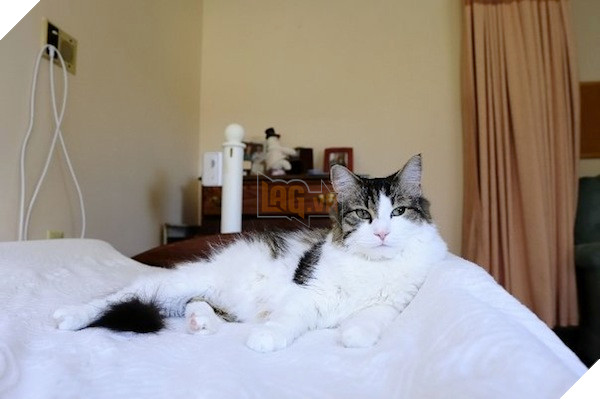 catster oscar the cat chillin