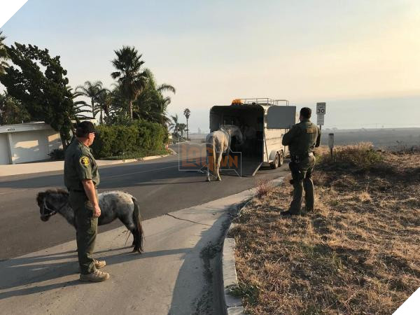 Động vật thảm thương sau khi được giải cứu khỏi đám cháy kinh hoàng ở California 2