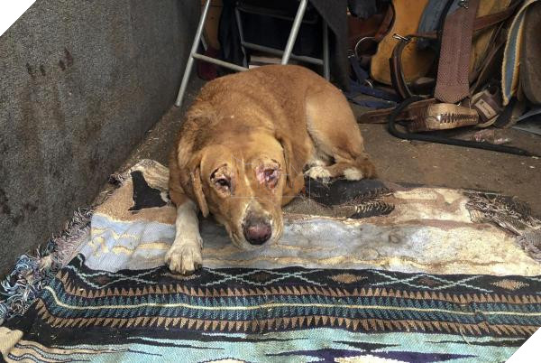 Động vật thảm thương sau khi được giải cứu khỏi đám cháy kinh hoàng ở California 8