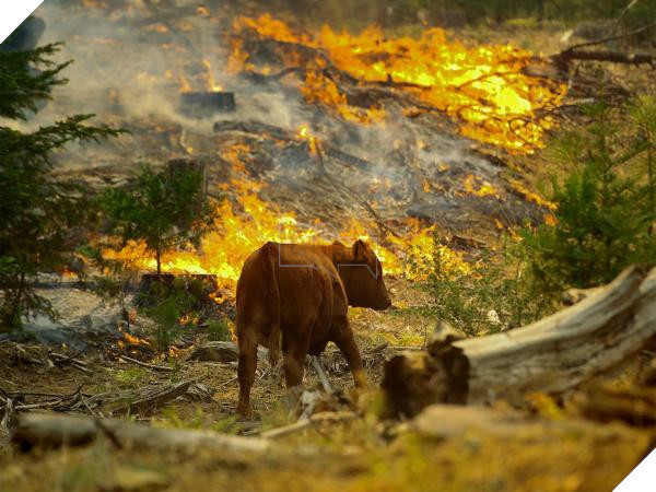 Động vật thảm thương sau khi được giải cứu khỏi đám cháy kinh hoàng ở California 6