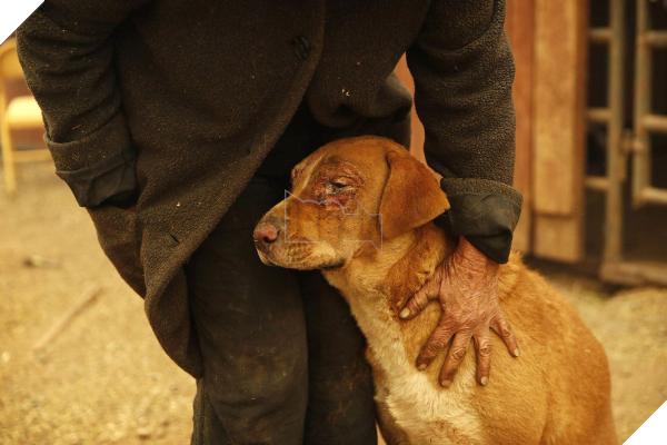 Động vật thảm thương sau khi được giải cứu khỏi đám cháy kinh hoàng ở California 9