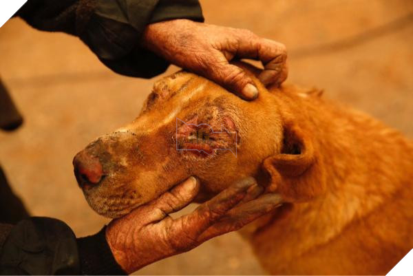 Động vật thảm thương sau khi được giải cứu khỏi đám cháy kinh hoàng ở California 10