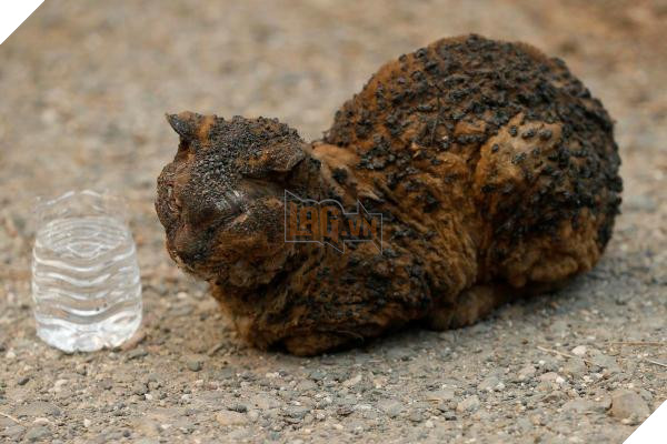 Động vật thảm thương sau khi được giải cứu khỏi đám cháy kinh hoàng ở California