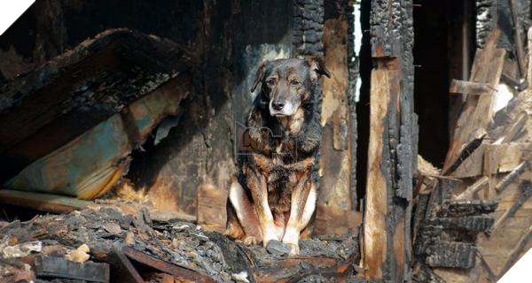 Động vật thảm thương sau khi được giải cứu khỏi đám cháy kinh hoàng ở California 4