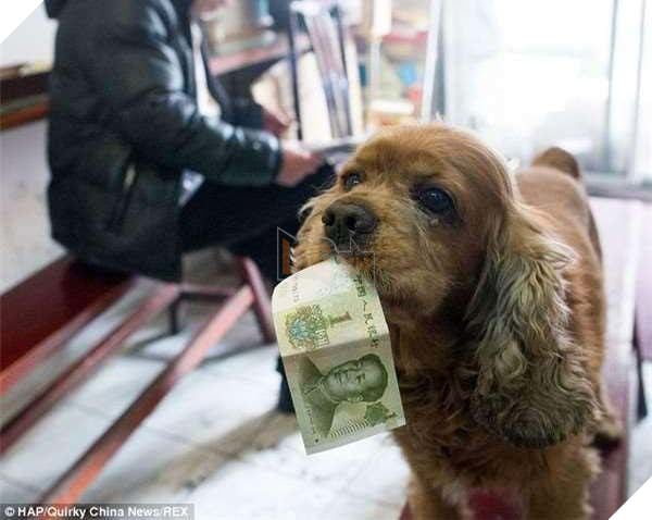 Lại thêm 1 chú chó siêu thông minh, biết phân biệt tiền và giấy